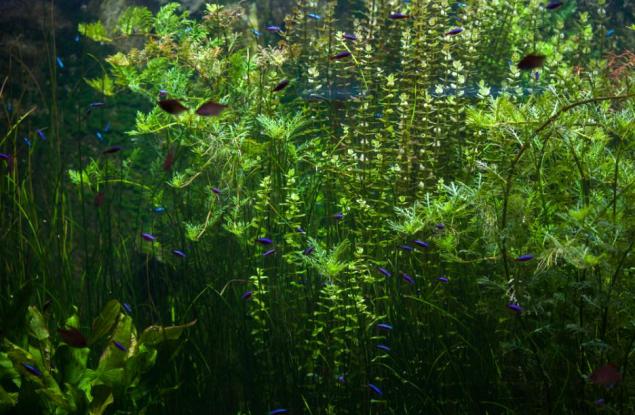 Цивилизация в ненаселената част на Амазония   