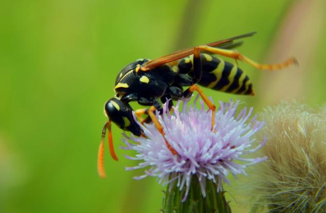 Видео: Бързите оси на забавен каданс