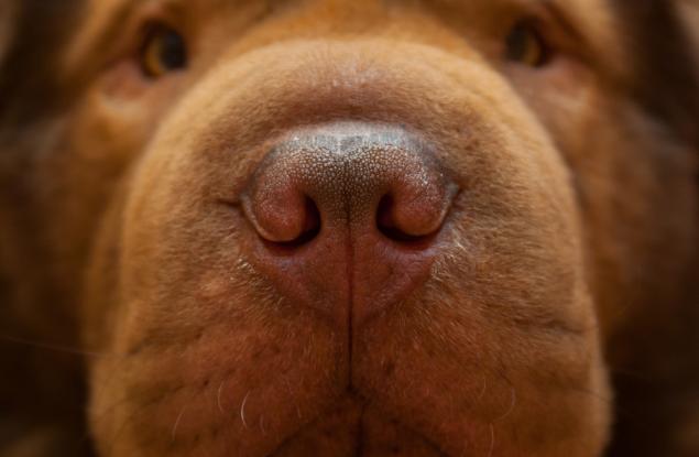 7 неочаквани неща, които кучетата могат да подушат