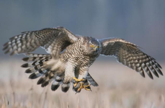 Птици-подпалвачки в Австралия палят горите