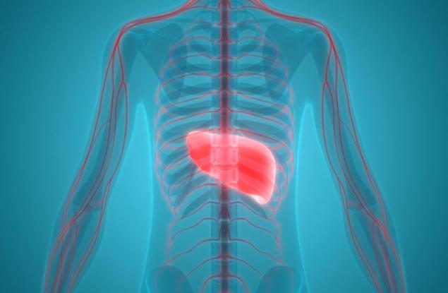 Алкохолът и заболяванията на черния дроб