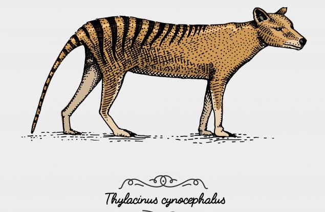 Учени търсят смятания за изчезнал тасманийски вълк