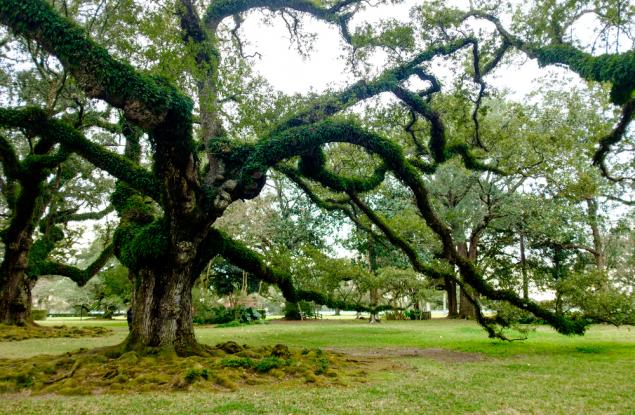 Виц: Биология за програмисти