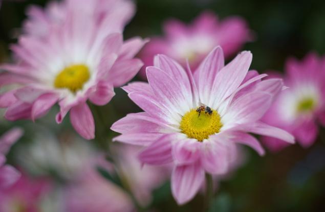 Растенията подкупват пчелите с дрога