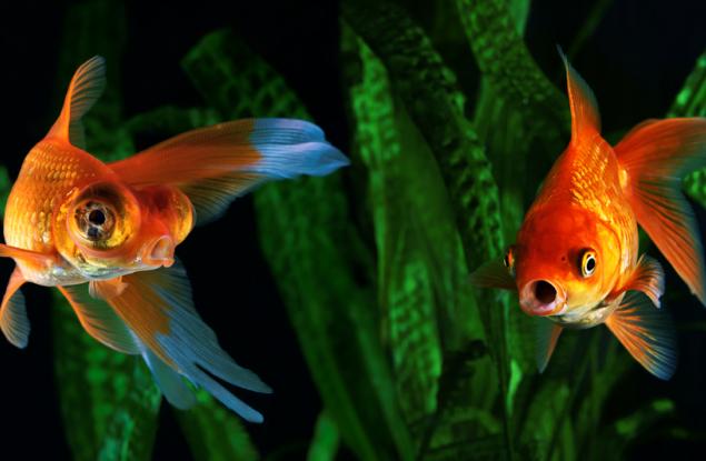Златната ви рибка се справя с мръсния аквариум, като произвежда свой собствен алкохол