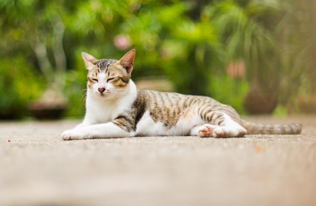 Котката като домашен любимец в детството увеличава риска от психическо заболяване