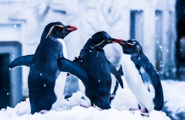 Онлайн библиотека каталогизира 150 000 звуци на животни