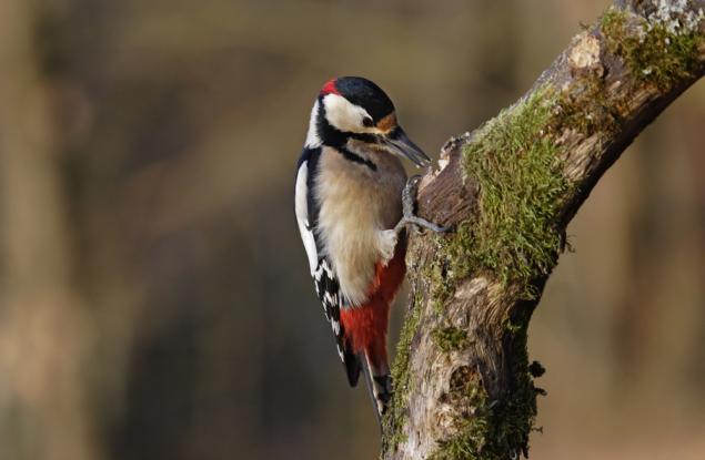Защо кълвачът не получава мозъчно сътресение?