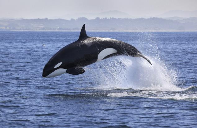 Китоловът пречи на океана да задържа СО2
