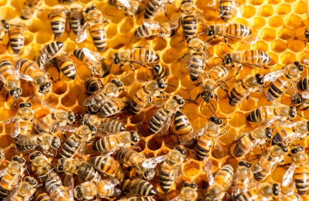 Видео: Как тече животът в кошера на пчелите?