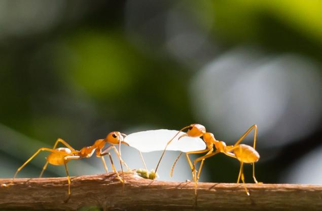 Видео: Как се създава колония от мравки?