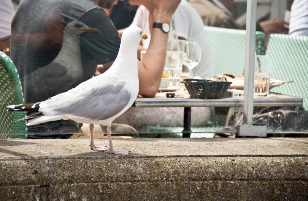 Видео: Гълъби в Скарбъро