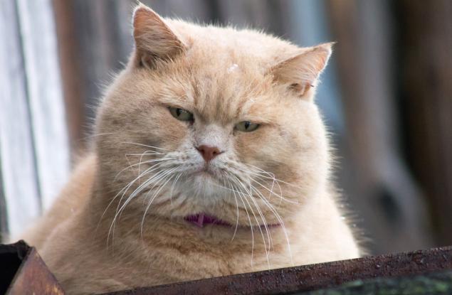 Защо толкова много домашни любимци са с наднормено тегло? Ветеринар споделя жестоката истина