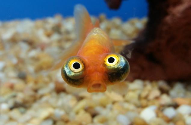 О, Боже, те са толкова шокирани: 20 забавни снимки