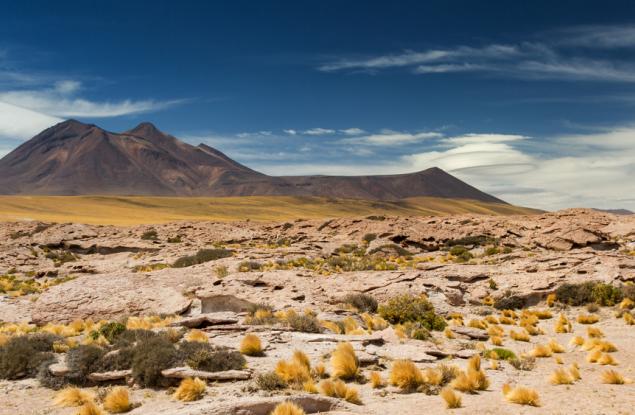 Първият дъжд от векове насам над Атакама има ужасяващ ефект върху местната природа