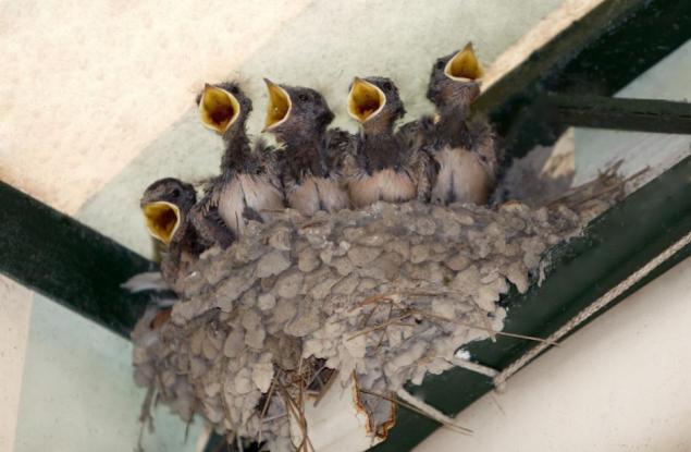 Птиците подготвят малките си за живота чрез кодове в яйцето 