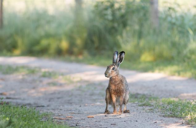 Видео: Вижте епичното бягство на този сърцат заек