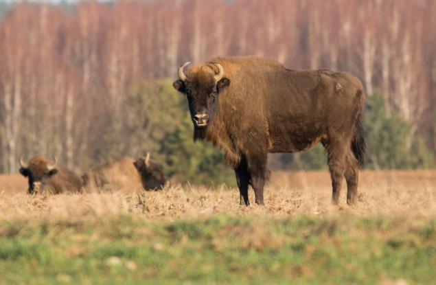 Най-големият бозайник в Европа се завръща в Румъния