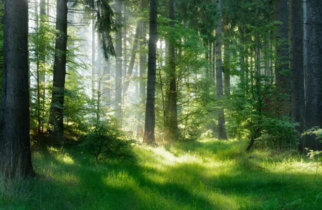 Учени към екоактивисти от цял свят: Започвайте да засаждате гори, това е спасението