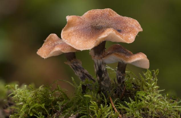 14 от най-големите неща на планетата Земя