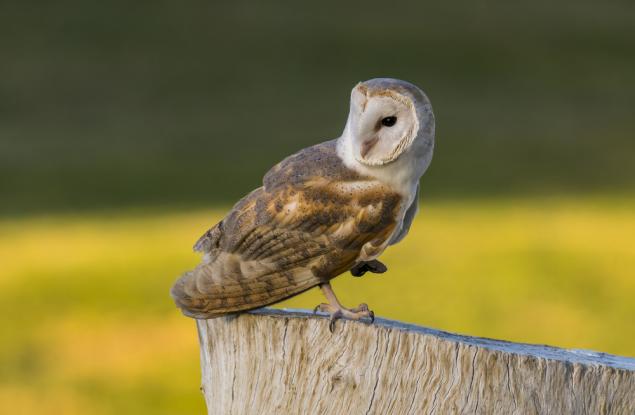 Видео: Совите не са това, което са