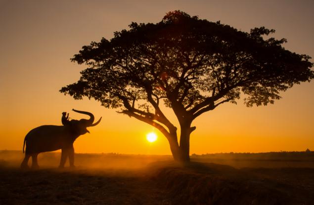 Мравки пазят дървета от слонове