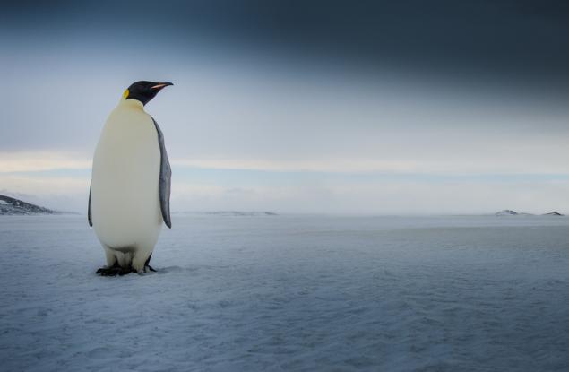 Защо пингвините не замръзват на леда?