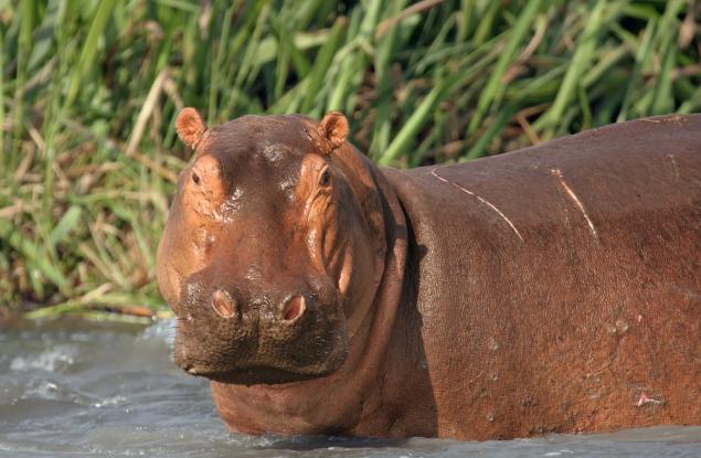 „Кървата пот“ на хипопотамите има уникални свойства