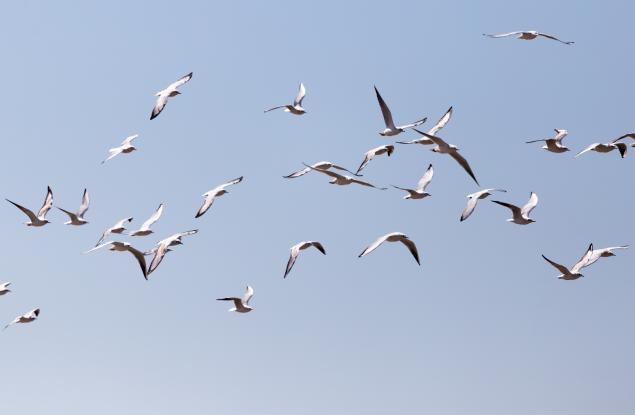 Видео: Цунами от... птици?