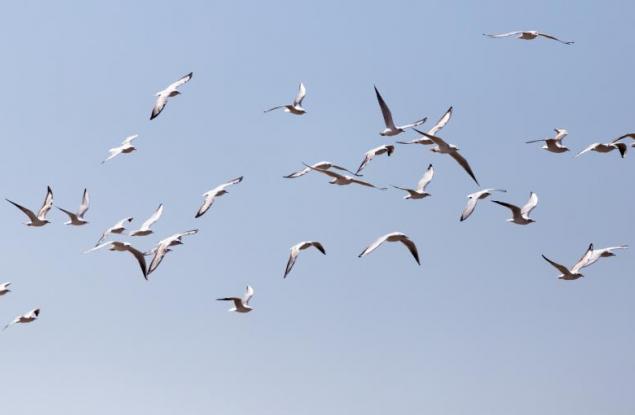 Птиците виждат магнитните полета на земята