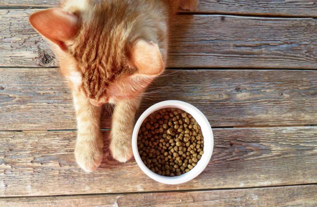 Ветеринари: Храним котките си погрешно