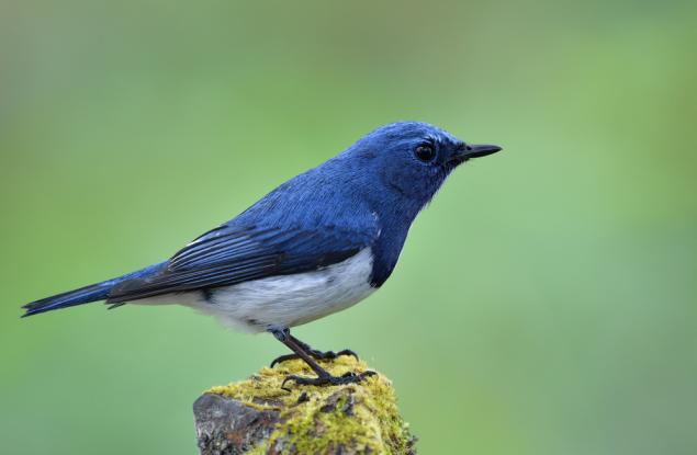 Притча за синята птица