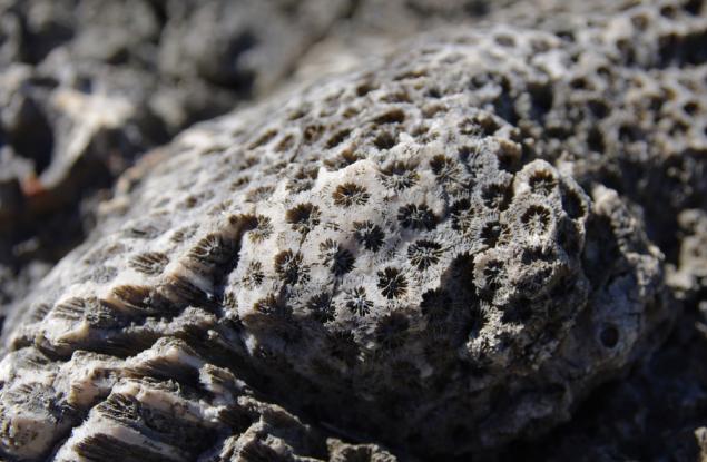 Откриха най-древните форми на живот на Земята