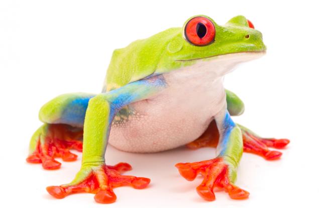 За намеренията и действията