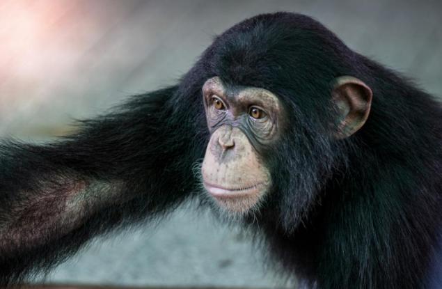 Тайната на мускулната сила при шимпанзетата