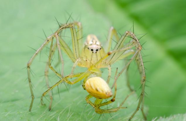 Паяците ядат повече за година отколкото всички хора взети заедно