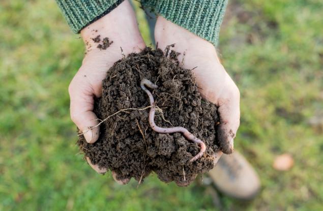 Микропластмасата в почвата пречи на растежа на земните червеи