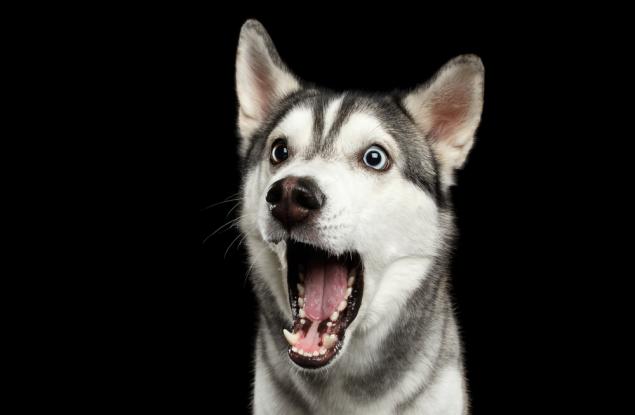 Ако можеха да говорят...