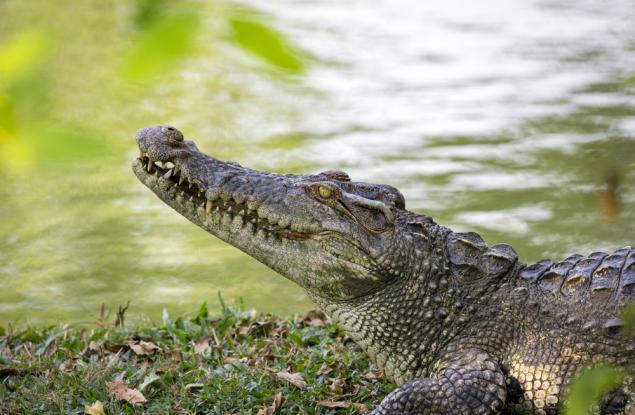 Крокодилите издържат една година без храна