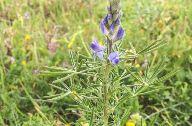 Синята лупина - по-добрата соя