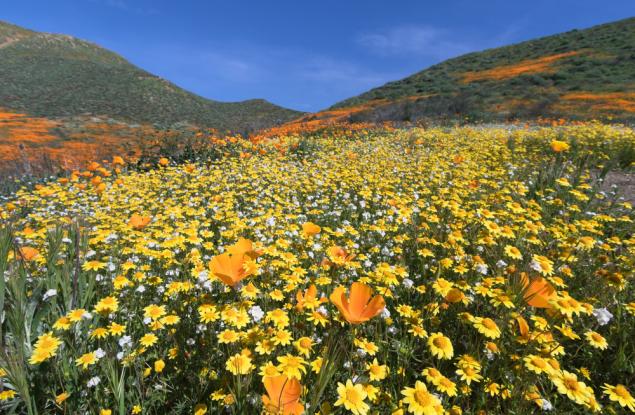 Море от цветя „заля“ калифорнийска пустиня