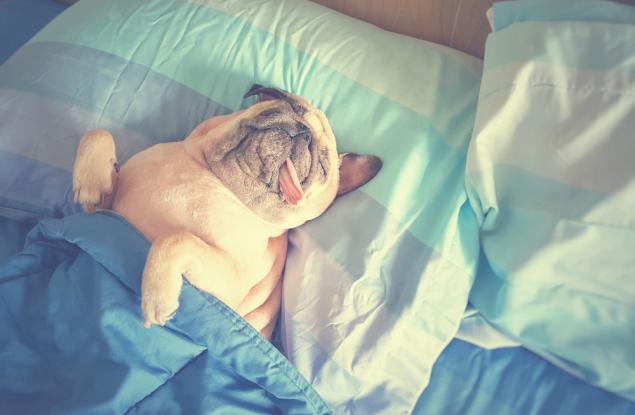 Науката твърди: поспаланковците са по-интелигентни и по-успели