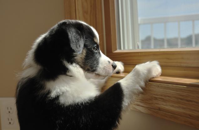 Кучето ти помни какво направи вчера