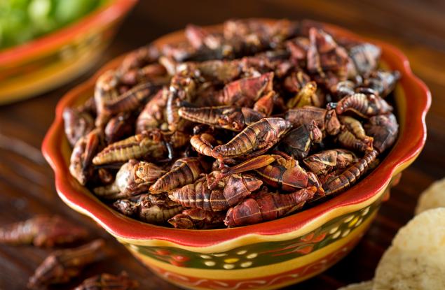 5 вкусни и хранителни насекоми