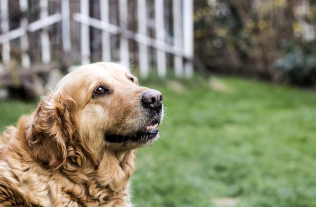 Кучето ви познава трудно? Сигурно страда от когнитивно разстройство