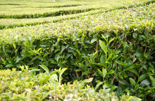 Геномът на чая е 4 пъти по-голям от генома на кафето