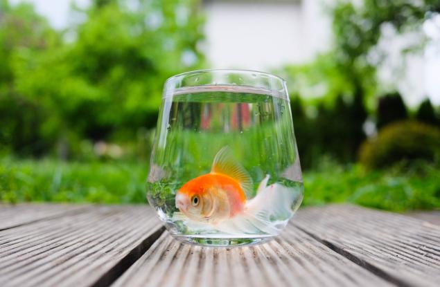 Златните рибки имат уникално зрение