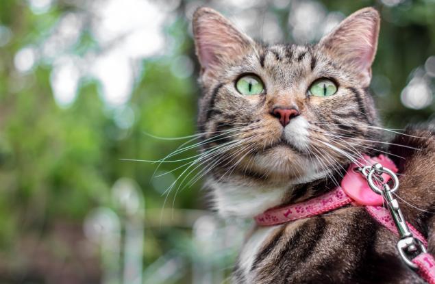 Учени искат котките да са на каишки, но ЕС не одобрява