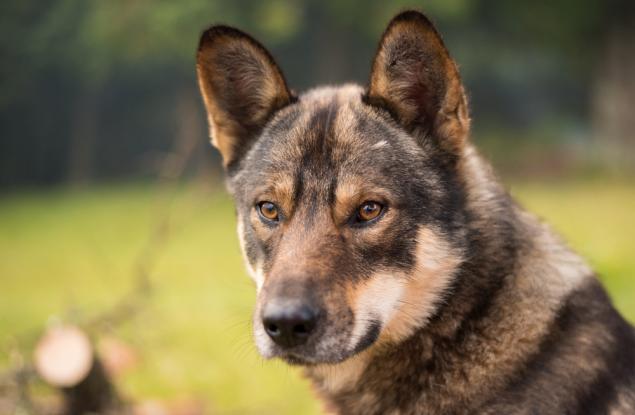 ДНК проучване разкрива удивителната история на кучетата