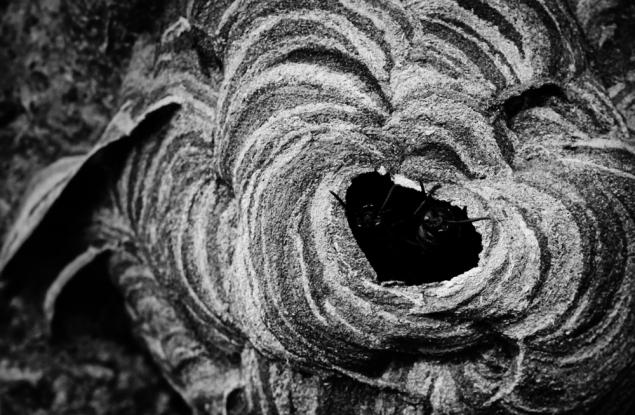 Да вярваме ли на очите си или защо мозъкът ни вижда лица навсякъде